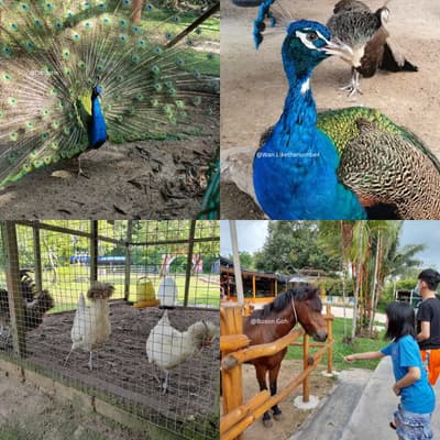 P_D_ Ostrich Show Farm
